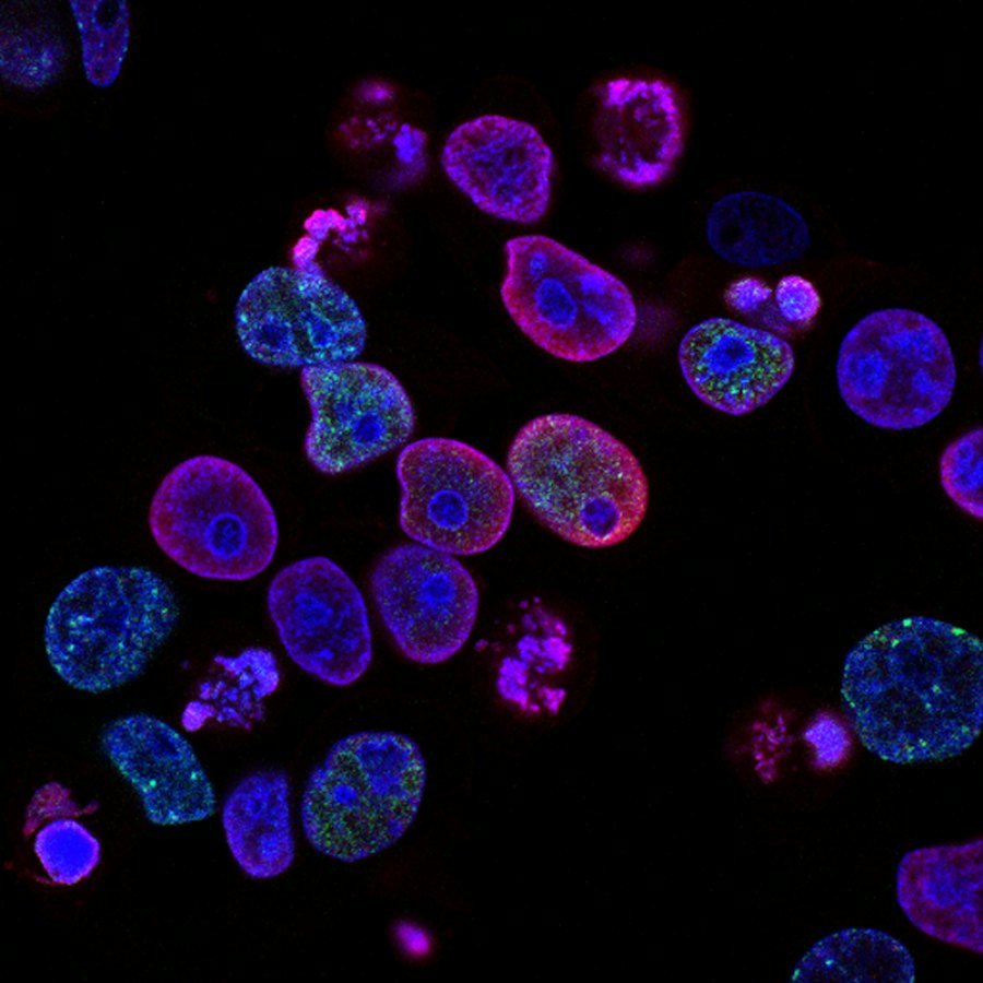 Signalome: Peptide Science & Cellular Signalling
